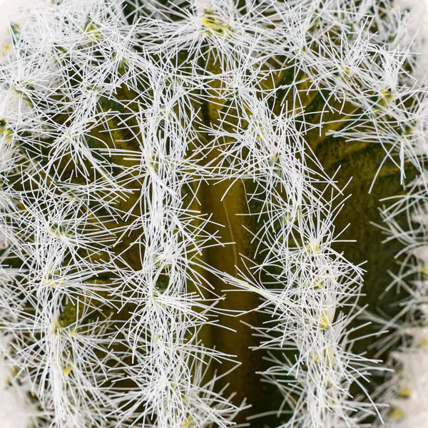 Искусственное растение в горшке Dream River Кактус 17.5 см