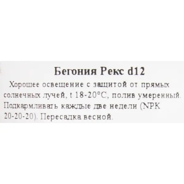 Бегония рекс ø12 h25 см